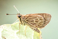 Vehilius stictomenes