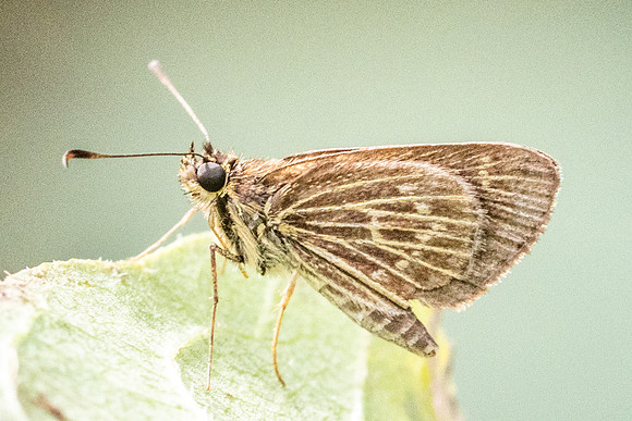 Vehilius sp-5311