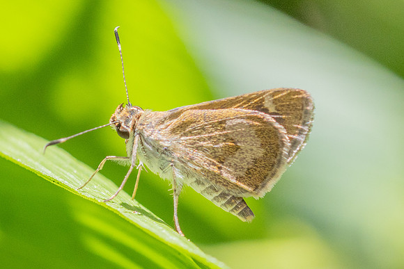 Vehilius strictomenes-4008