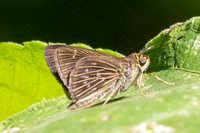 Vehilius strictomenes-0149