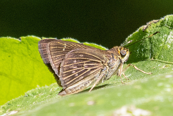 Vehilius strictomenes-0149