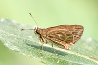 Vehilius stictomenes id--5301