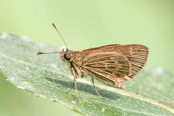 Vehilius stictomenes id--5301
