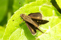 Vehilius vetula id --7428