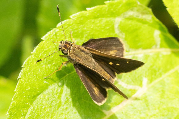 Vehilius vetula id --7428