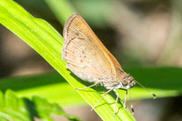 Vehilius stictomenes-2467