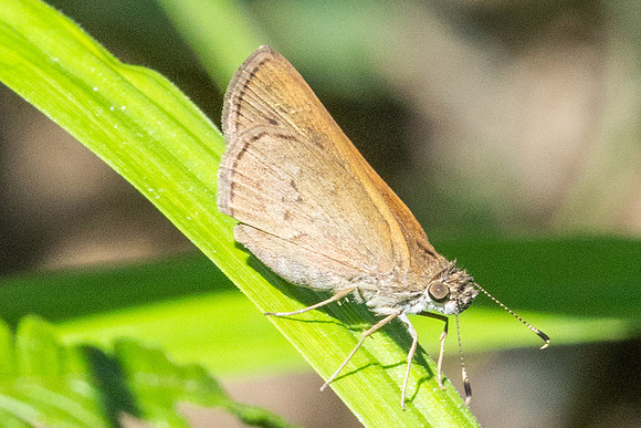 Vehilius stictomenes-2467