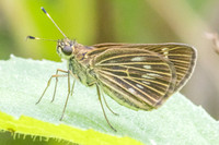Vehilius stictomenes id --9971