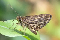 Vehilius stictomenes id--9718