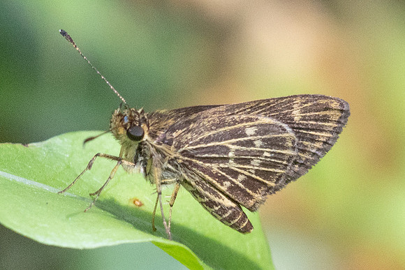 Vehilius stictomenes id--9718