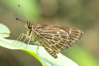 Vehilius stictomenes id--9725