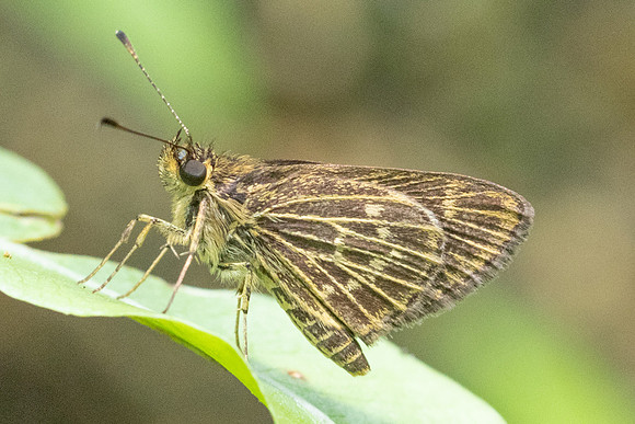 Vehilius stictomenes id--9725