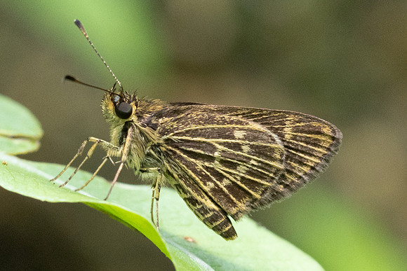 Vehilius stictomenes id--9725