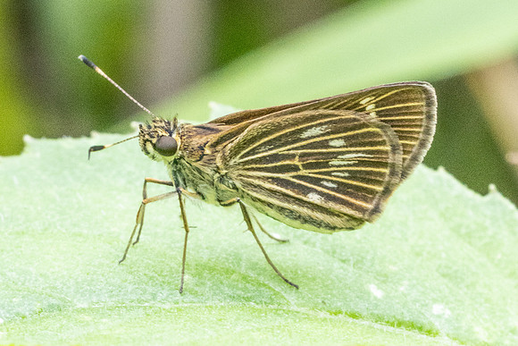 Vehilius stictomenes id --9969