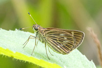 Vehilius stictomenes id --9974
