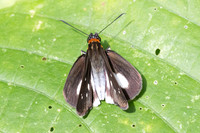 Troyus aurelius