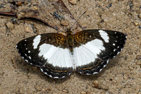 Janatella leucodesma-1569