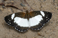 Janatella leucodesma-1570