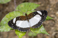 Janatella leucodesma-4