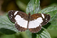 Janatella leucodesma-1-4