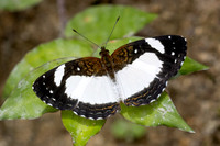 Janatella leucodesma-3