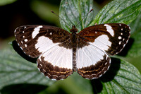 Janatella leucodesma-2-3