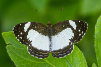 Janatella leucodesma-6876