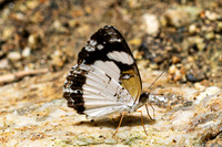 Janatella leucodesma-10