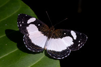 Janatella leucodesma-0120