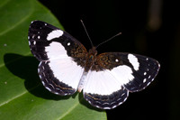Janatella leucodesma-0118