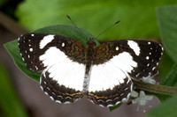 Janatella leucodesma-9943