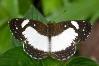 Janatella leucodesma-9950