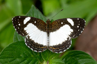 Janatella leucodesma-9952