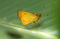 Anthoptus epictetus-8078