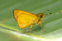 Anthoptus epictetus