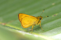 Anthoptus epictetus-8086