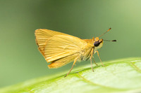 Anthoptus epictetus-7288