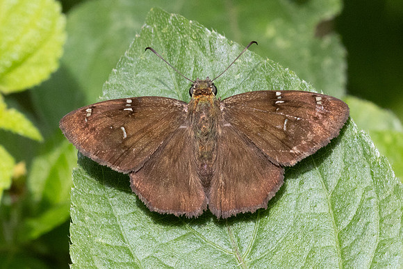 Autochton reducta -5467