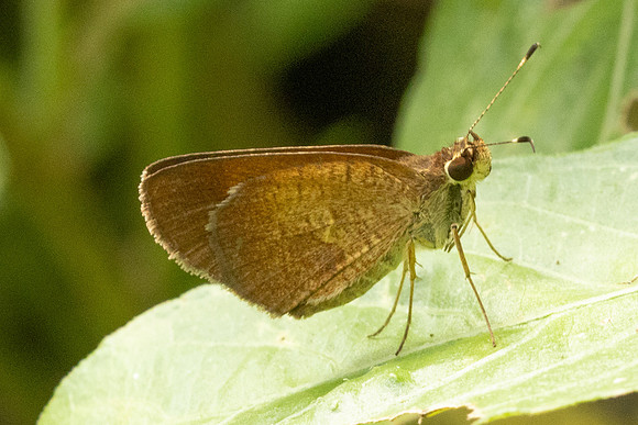 Callimormus saturnus-7370