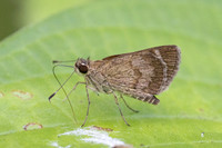 Callimormus saturnus-3566