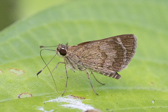 Callimormus saturnus-3566