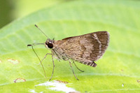 Callimormus saturnus-3569