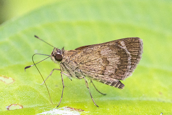 Callimormus saturnus-3564