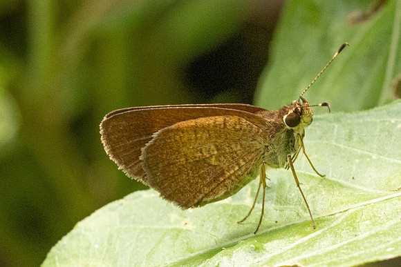 Callimormus saturnus-7373