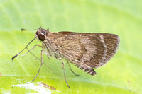 Callimormus saturnus-3560