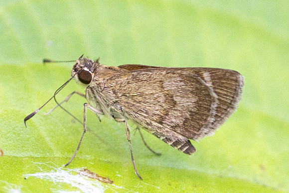 Callimormus saturnus-3560