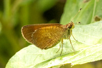 Callimormus saturnus-7371