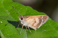 Callimormus saturnus-0123