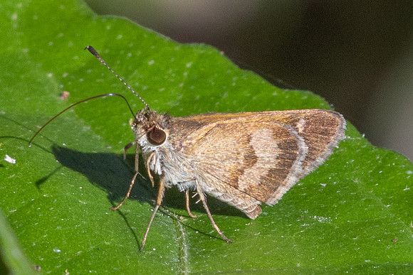 Callimormus saturnus-0123