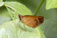 Callimormus saturnus-9887